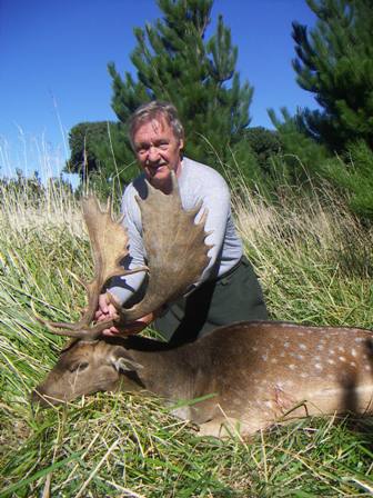 Fallow buck